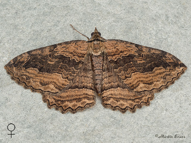  70.119 Dark Umber female Copyright Martin Evans 