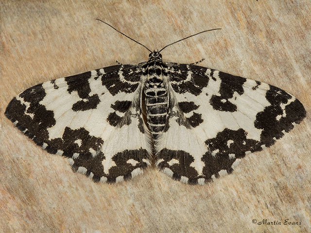  70.120 Argent and Sable Copyright Martin Evans 