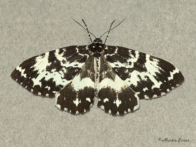  70.120 Argent and Sable northern form Copyright Martin Evans 