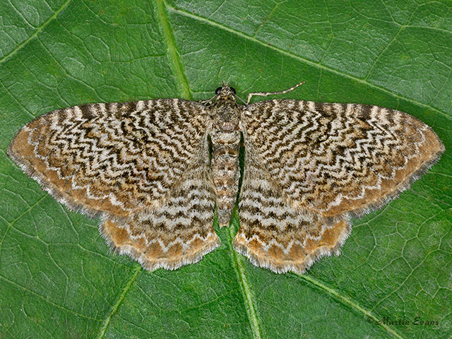  70.121 Scallop Shell Copyright Martin Evans 