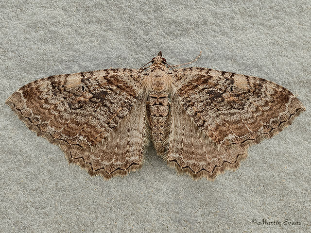  70.122 Scarce Tissue Copyright Martin Evans 
