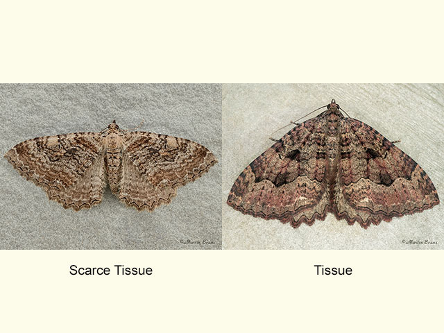  70.122 Scarce Tissue and Tissue Copyright Martin Evans 