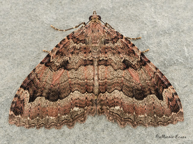  70.123 Tissue Copyright Martin Evans 