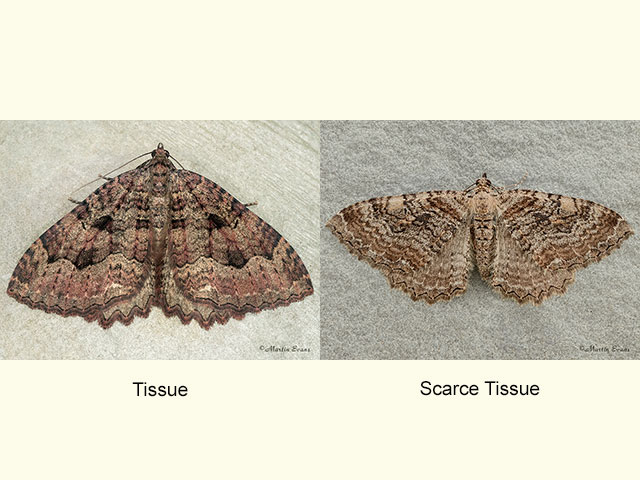  70.123 Tissue and Scarce Tissue Copyright Martin Evans 