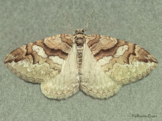  70.124 Barberry Carpet Copyright Martin Evans 