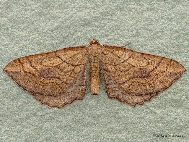  70.125 Slender-striped Rufous Copyright Martin Evans 