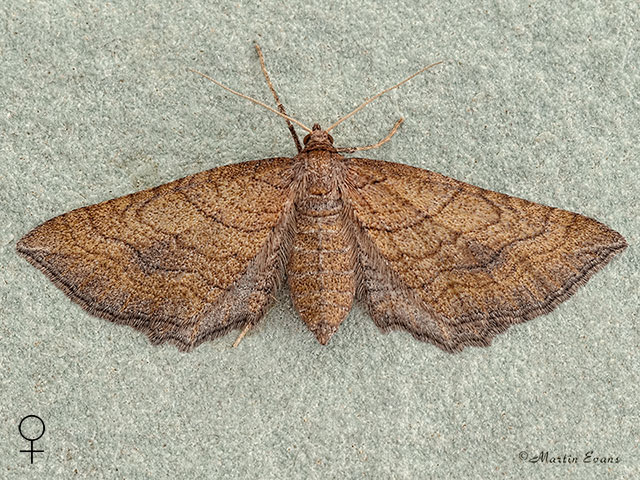  70.125 Slender-striped Rufous female Copyright Martin Evans 