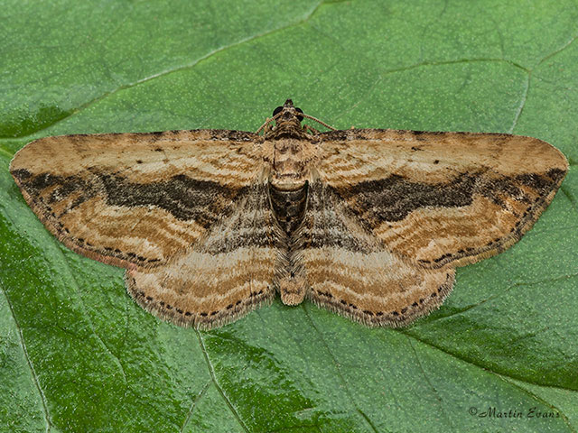  70.126 Small Waved Umber Copyright Martin Evans 