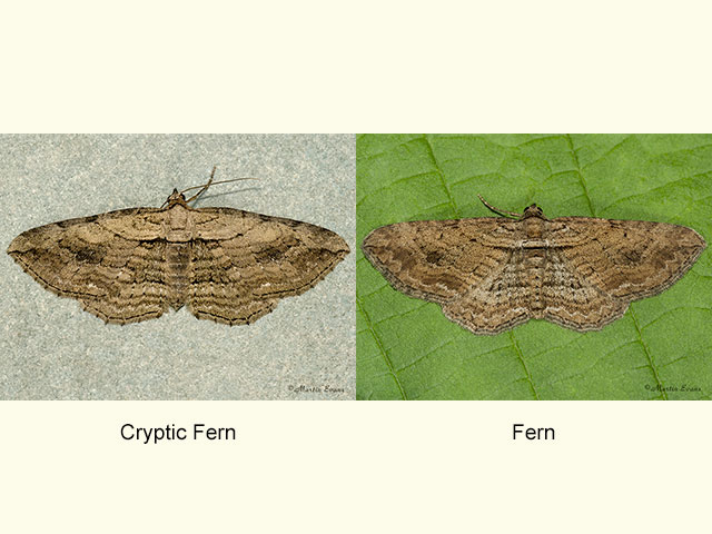  70.127 Cryptic Fern and Fern Copyright Copyright Martin Evans 