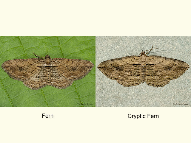  70.127 Fern and Cryptic Fern Copyright Copyright Martin Evans 