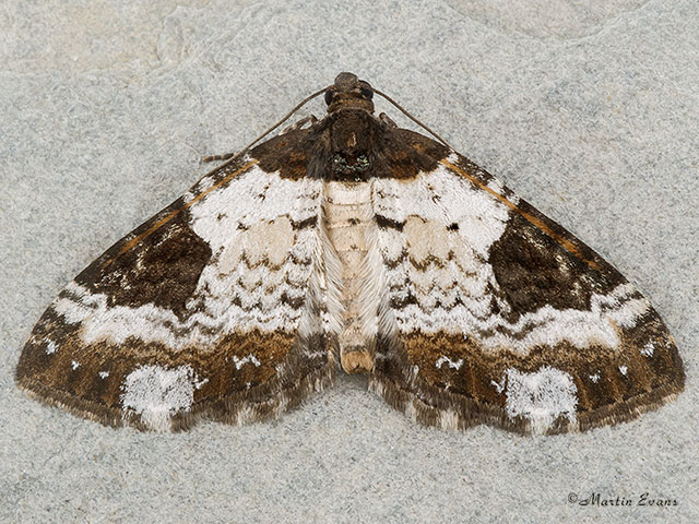  70.128 Pretty Chalk Carpet Copyright Martin Evans 