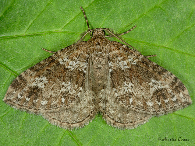  70.131 Twin-spot Carpet Copyright Martin Evans 