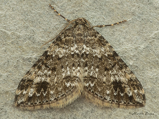  70.131 Twin-spot Carpet Copyright Martin Evans 
