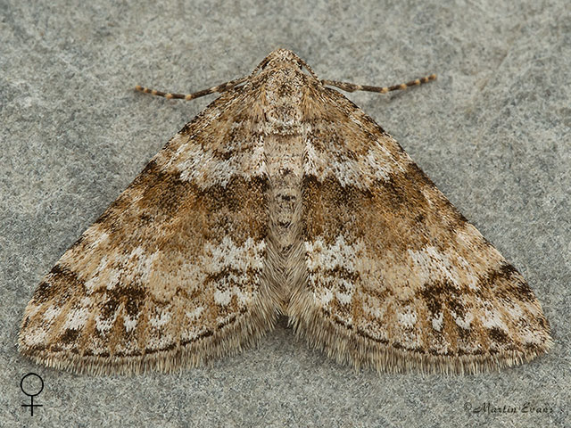  70.131 Twin-spot Carpet female Copyright Martin Evans 