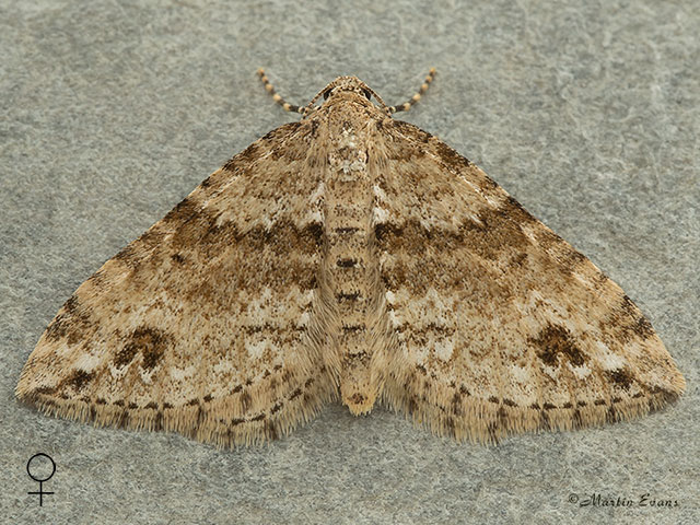  70.131 Twin-spot Carpet female Copyright Martin Evans 