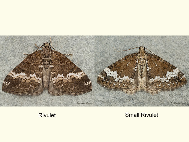  70.132 Rivulet and Small Rivulet Copyright Martin Evans 