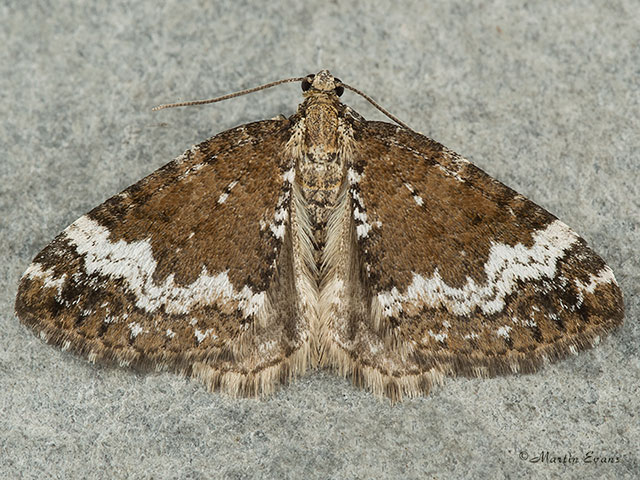  70.133 Small Rivulet Copyright Martin Evans 