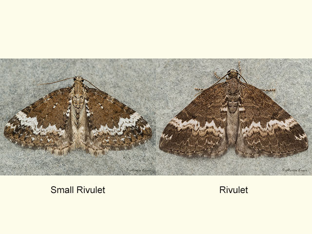  70.133 Small Rivulet and Rivulet Copyright Martin Evans 