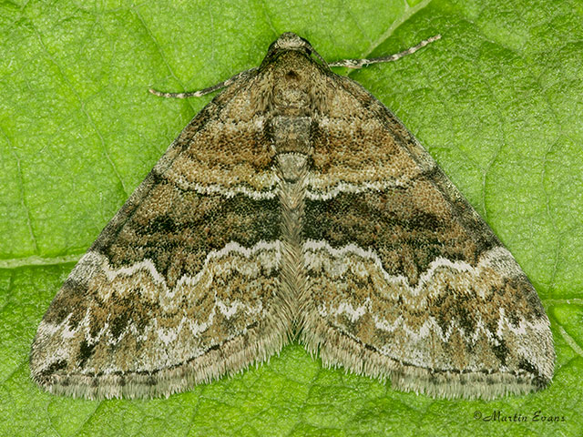  70.134 Barred Rivulet Copyright Martin Evans 