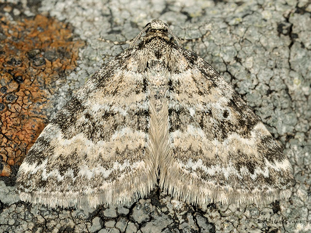  70.135 Heath Rivulet Copyright Martin Evans 