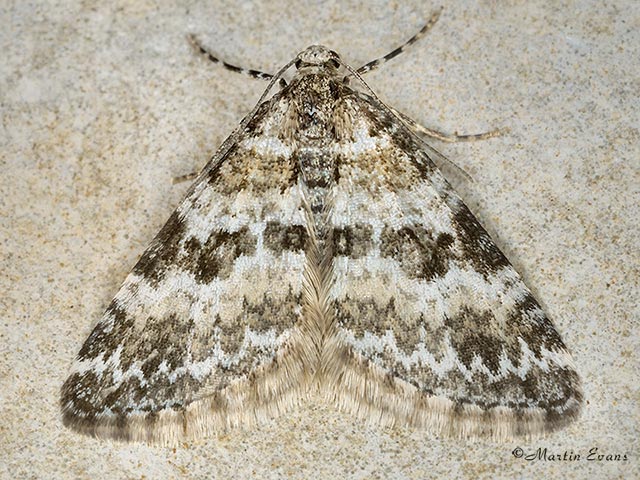  70.135 Heath Rivulet Copyright Martin Evans 