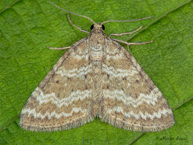  70.137 Grass Rivulet Copyright Martin Evans 