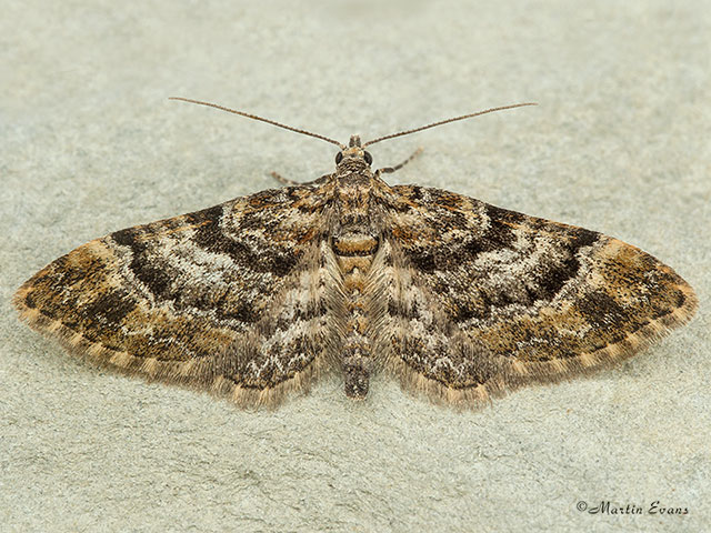 70.141 Double-striped Pug Copyright Martin Evans 