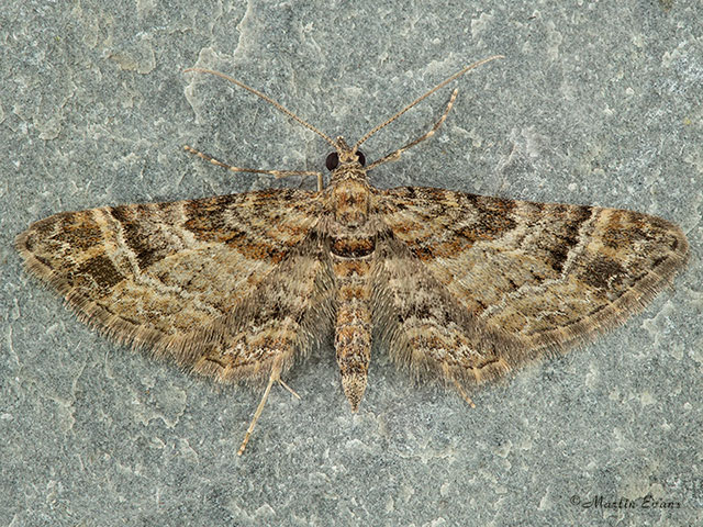  70.141 Double-striped Pug Copyright Martin Evans 