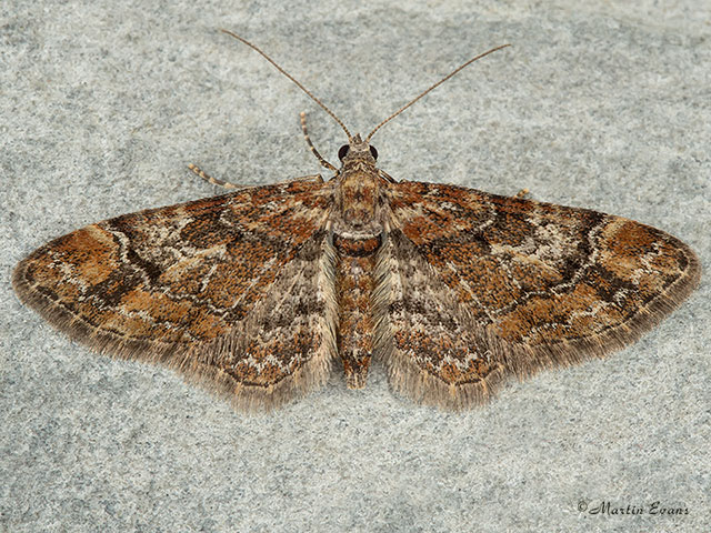  70.141 Double-striped Pug Copyright Martin Evans 