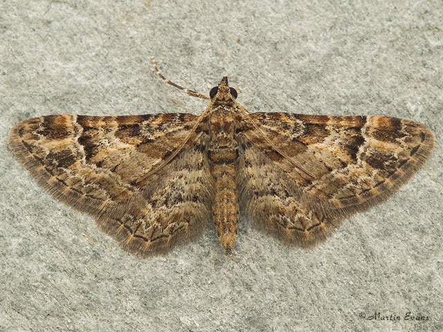 70.141 Double-striped Pug Copyright Martin Evans 