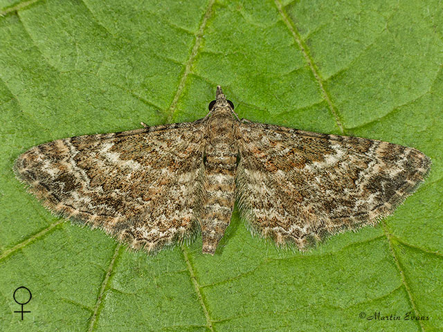  70.141 Double-striped Pug female Copyright Martin Evans 