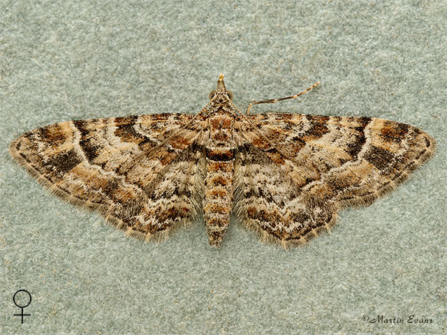  70.141 Double-striped Pug female Copyright Martin Evans 