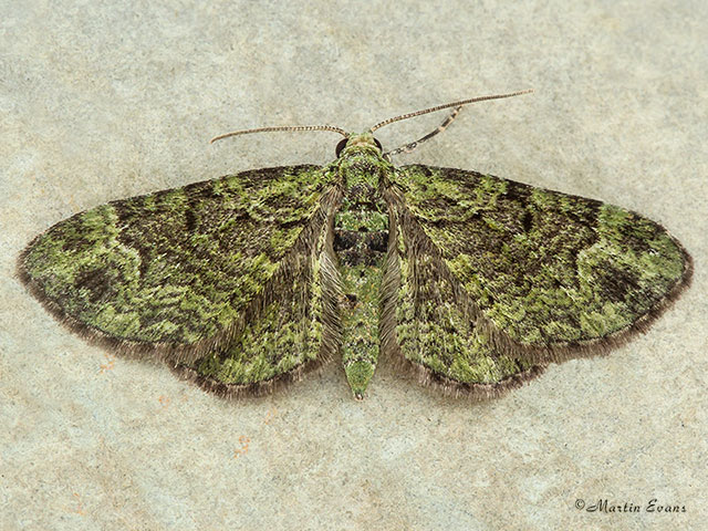  70.144 Green Pug Copyright Martin Evans 