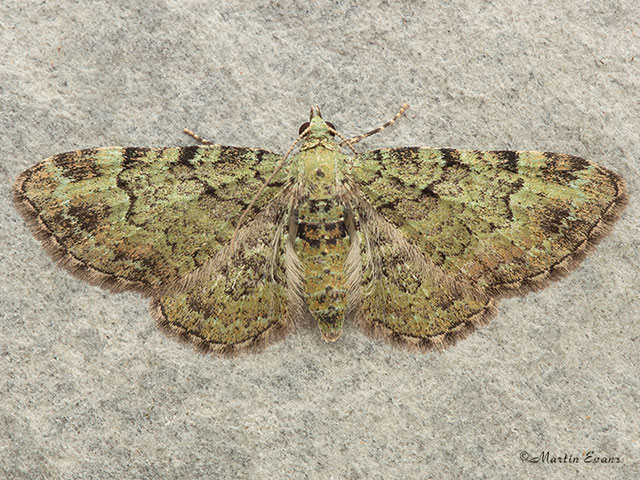  70.144 Green Pug Copyright Martin Evans 