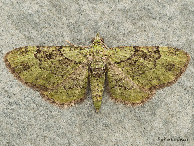  70.144 Green Pug Copyright Martin Evans 