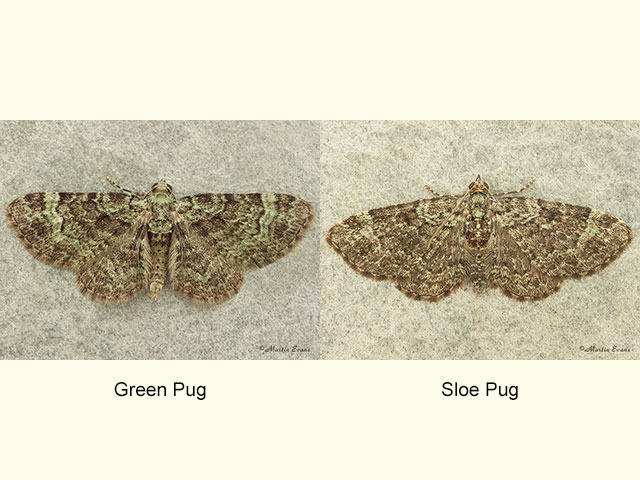  70.144 Green Pug and Sloe Pug Copyright Martin Evans 