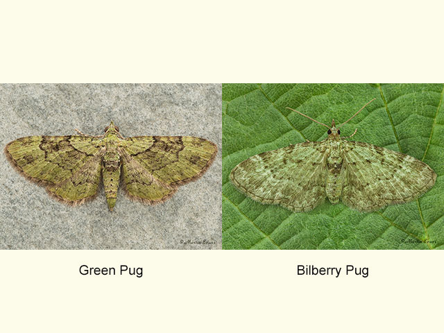  70.144 Green Pug and Bilberry Pug Copyright Martin Evans 