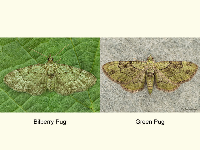  70.145 Bilberry Pug and Green Pug Copyright Martin Evans 