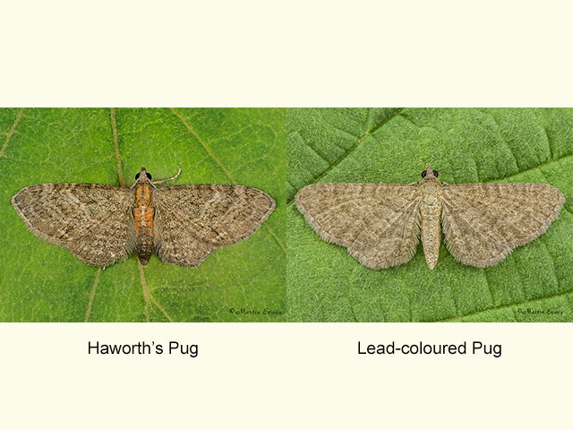  70.146 Haworths Pug and Lead-coloured Pug Copyright Martin Evans 