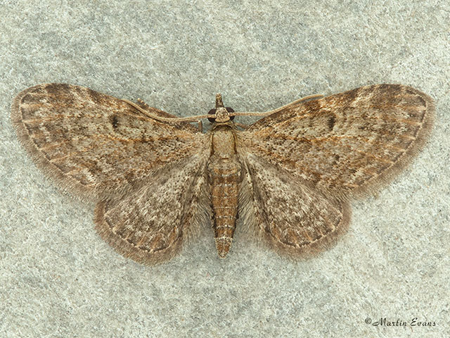  70.147 Slender Pug Copyright Martin Evans 