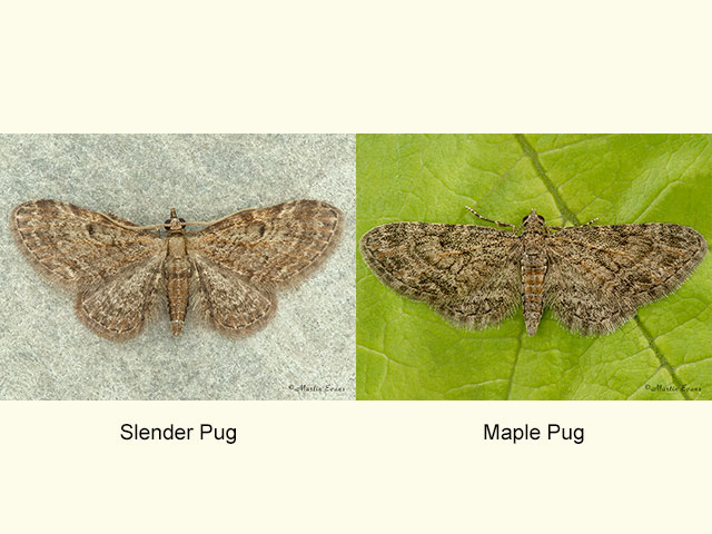  70.147 Slender Pug and Maple Pug Copyright Martin Evans 