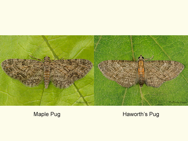  70.148 Maple Pug and Haworth's Pug Copyright Martin Evans 