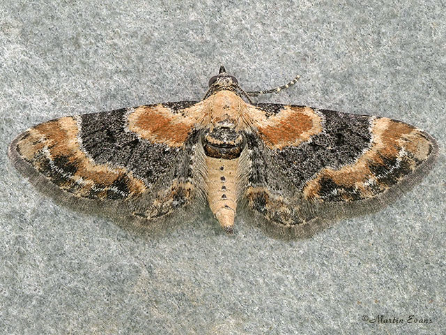  70.150 Toadflax Pug Copyright Martin Evans 