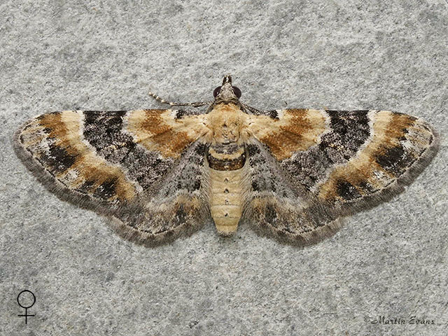  70.150 Toadflax Pug female Copyright Martin Evans 