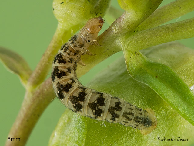  70.150 Toadflax Pug larva 8mm Copyright Martin Evans 