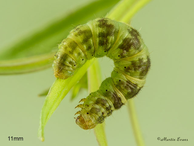  70.150 Toadflax Pug larva 11mm Copyright Martin Evans 