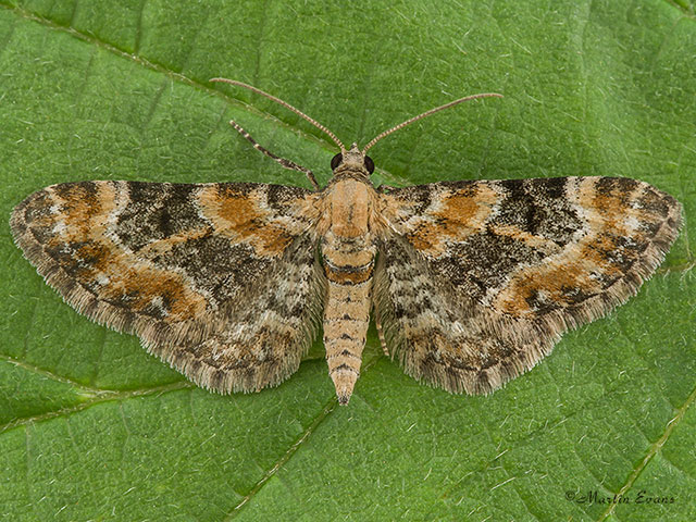  70.151 Foxglove Pug Copyright Martin Evans 
