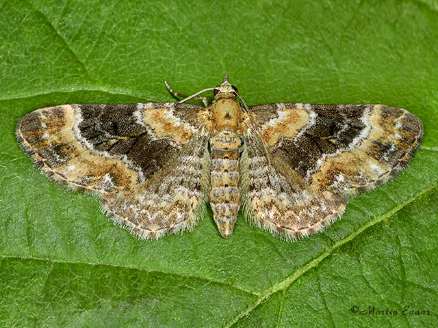  70.151 Foxglove Pug Copyright Martin Evans 