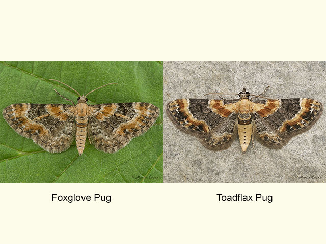  70.151 Foxglove Pug and Toadflax Pug Copyright Martin Evans 