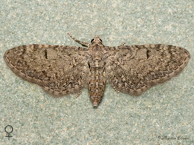  70.152 Channel Islands Pug female Copyright Martin Evans 